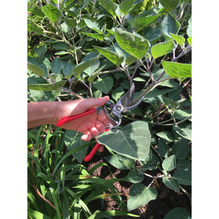 Corona SP 9934  BP 3160 ClassicCUT Bypass Pruner Bonus Pack