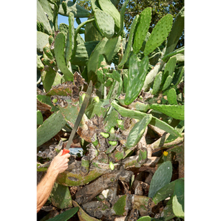 Corona MA 60061  Machete - 18 Inch