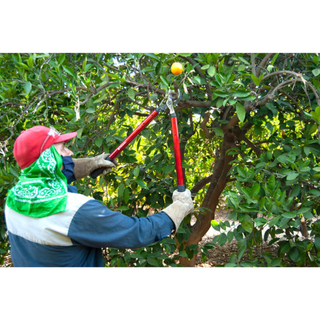 Corona AL15149  ClassicCUT® Bypass Lopper - 36 Inch