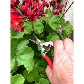 CORONA-AG 4930SS · Long Straight Snips - Stainless Steel, 1¾ Inch