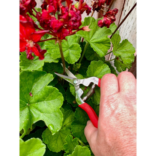 CORONA-AG 4930SS · Long Straight Snips - Stainless Steel, 1¾ Inch