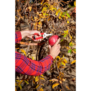 Corona AG 4940SS  Long Curved Snips - Stainless Steel, 1¾ Inch