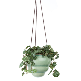 Corona GIG/HBOMTRIO  Burgon & Ball® Baby Bombini Trio Vases